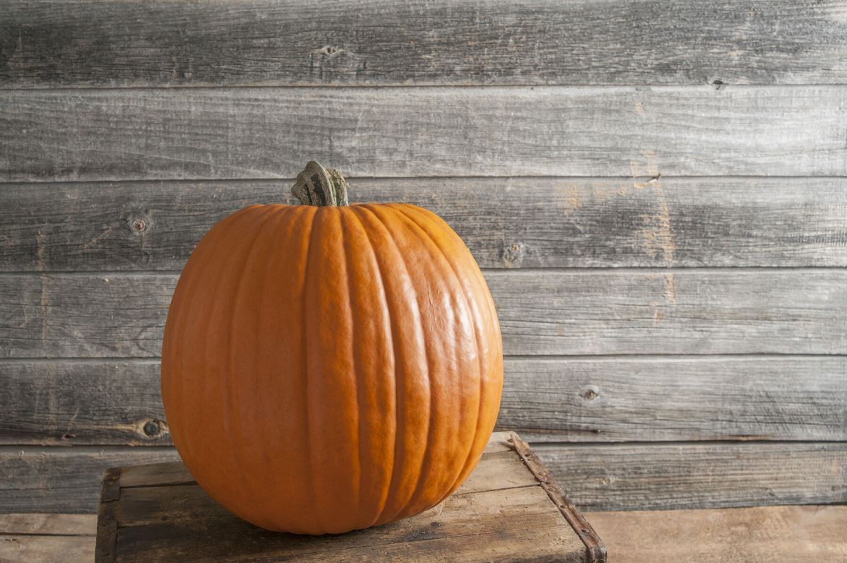 Rival PMR – Pumpkin Seed